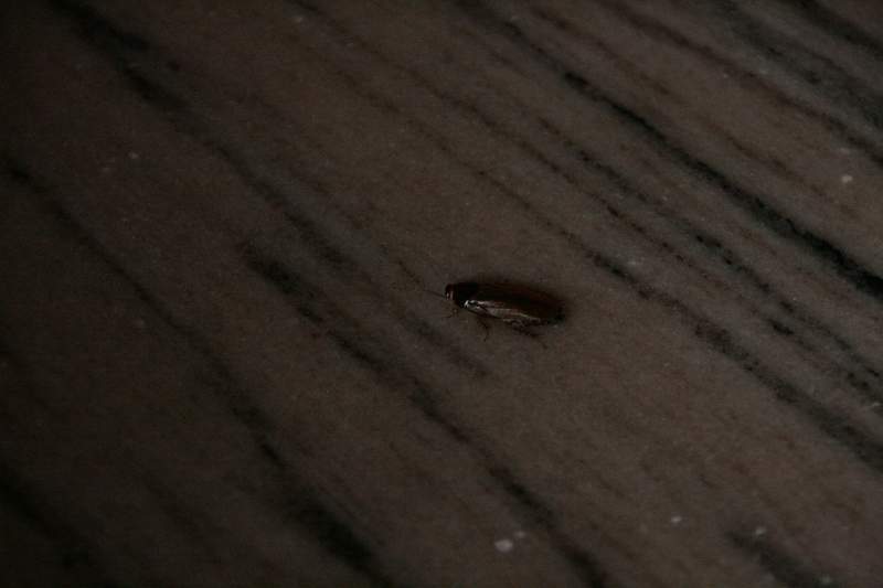 India & Nepal 2011 - 0460